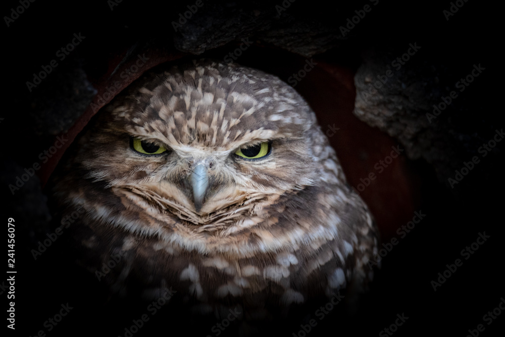 Burrowing Owl up close Burrowing Owl up close