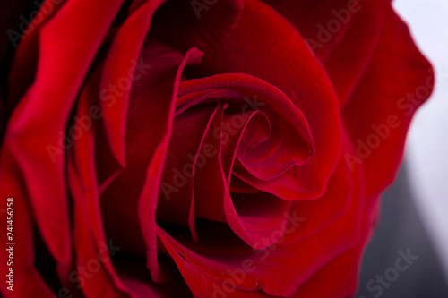 Wallpaper Mural Macro Shot of a Red Rose Torontodigital.ca