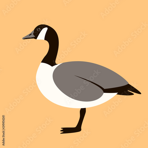 canadian goose, vector illustration , flat style 