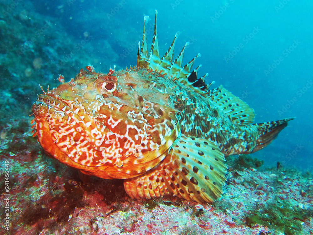 Scorpaenidae (also known as the scorpionfish) are a family of mostly