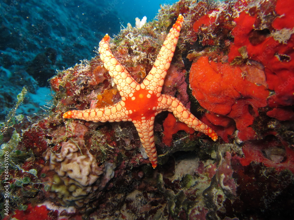 Starfish or sea stars are star-shaped echinoderms belonging to the class Asteroidea Starfish or sea stars are star-shaped echinoderms belonging to the class Asteroidea