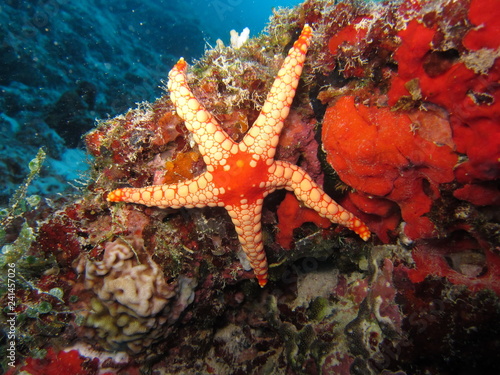 Starfish  or  sea stars  are star-shaped  echinoderms  belonging to the  class  Asteroidea
