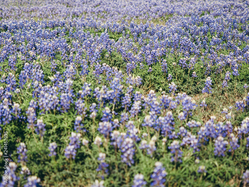 Texas wildflowers blooming in the springtime outside of Austin. Fields of wild bluebonnets