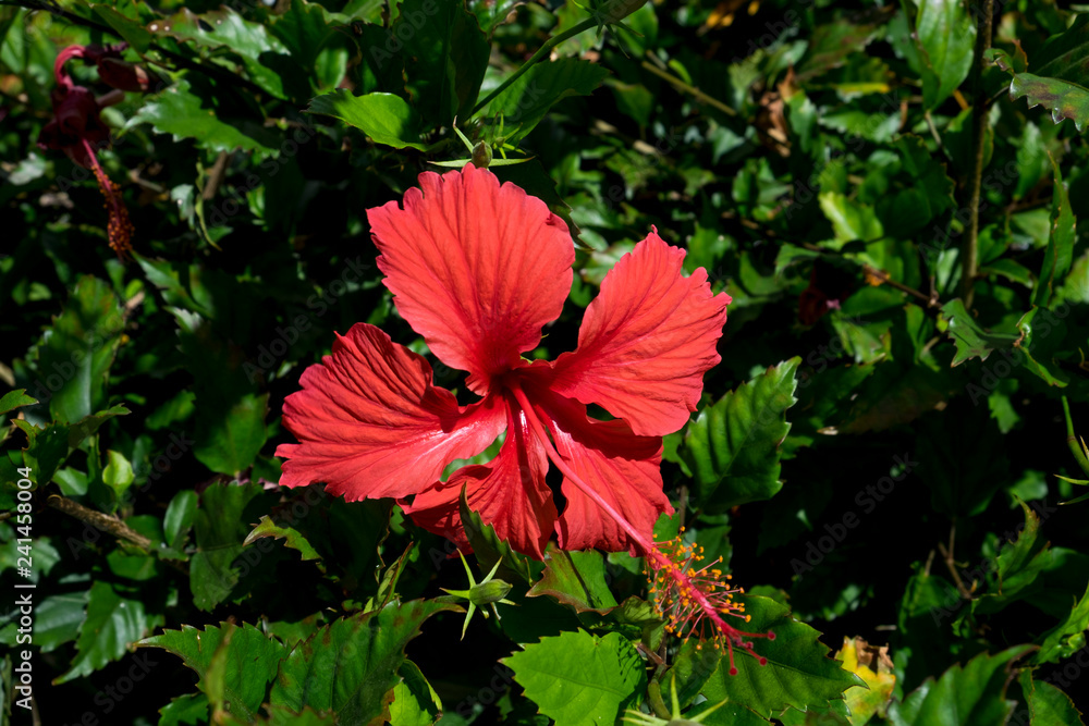 Red Hibiscus flowers China rose,Chinese hibiscus,Hawaiian hibiscus,Canary Islands,Spain Red Hibiscus flowers China rose,Chinese hibiscus,Hawaiian hibiscus,Canary Islands,Spain