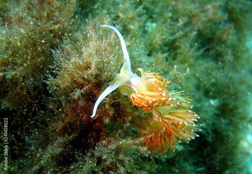 Godiva is a genus of sea slugs, a nudibranch, a shell-less marine gastropod mollusks in the family Facelinidae photo