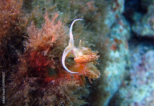 Godiva is a genus of sea slugs, a nudibranch, a shell-less marine gastropod mollusks in the family Facelinidae photo