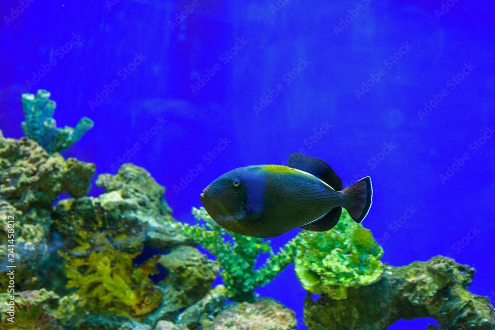 Obraz premium Sea fish in the aquarium.