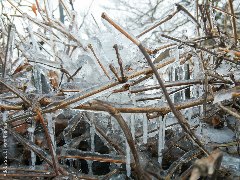 Icicles in winter. Many icicles on a wooden vine. Frozen water in the open air. Clear water in the cold Icicles in winter. Many icicles on a wooden vine. Frozen water in the open air. Clear water in the cold