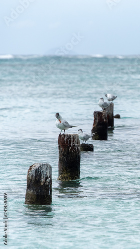 Quelque part en Guadeloupe (1)