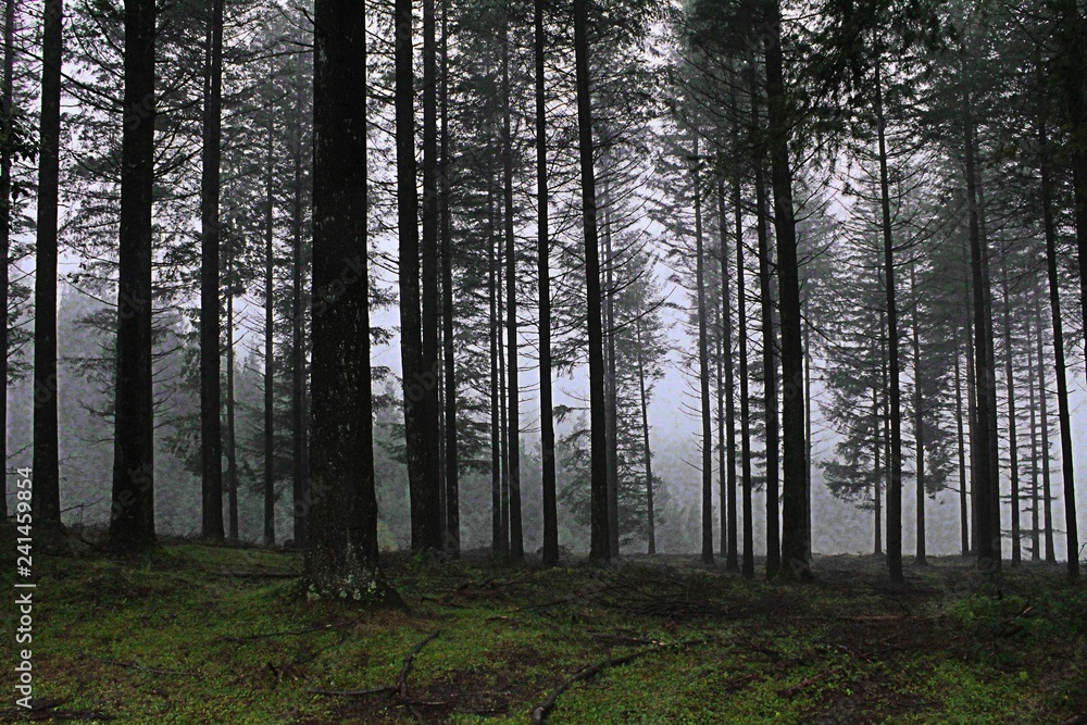 Fototapeta premium different types of trees in the forests of the Basque country