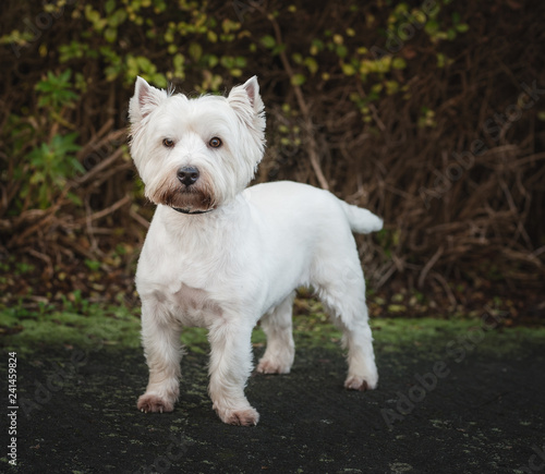 West Highland White Terrier in front of a bush