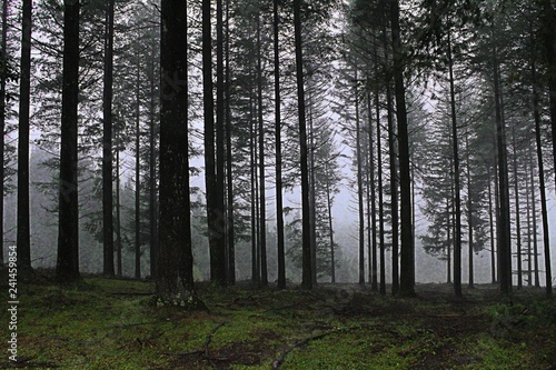 different types of trees in the forests of the Basque country