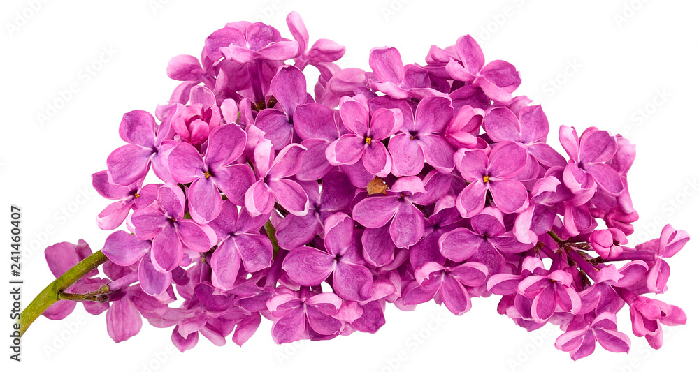 Obraz premium lilac branch white background