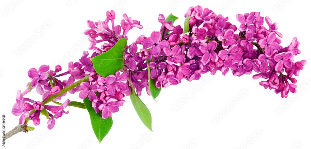 lilac one branch on white lilac one branch on white