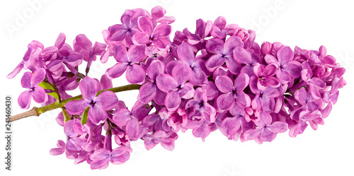 lilac purple white background