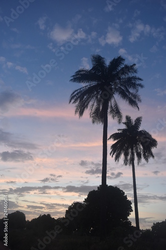 Sunset with palms next to turn table, Gambia, Africa