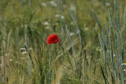 Mondblume photo