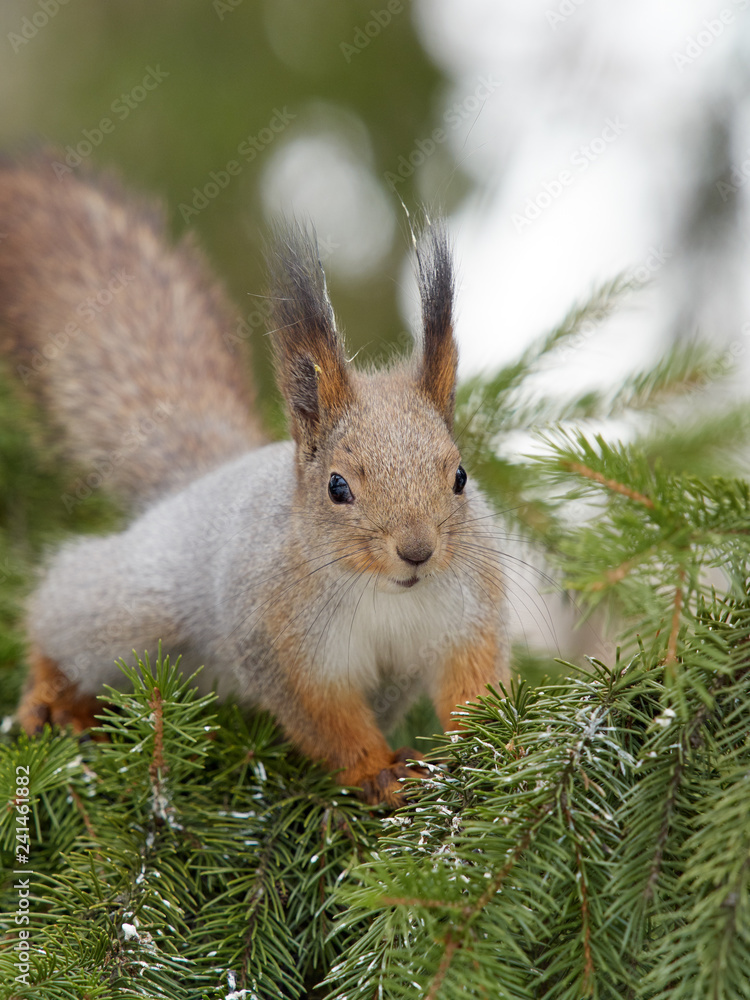 Fototapeta premium Squirrel in winter skin sits beautifully on thick spruce branches