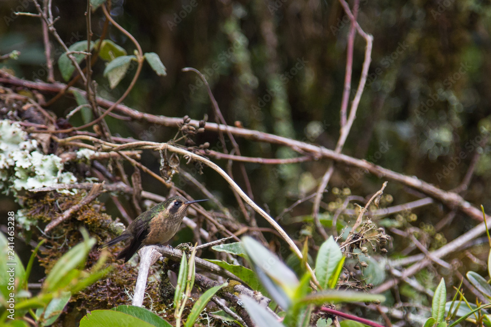 The bird of the andes