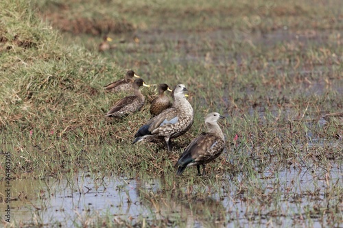 Blue winged geese (Cyanochen cyanoptera) and Yellow billed ducks (Anas undulata) on the Sululta plains in the Ethiopian highlands. photo