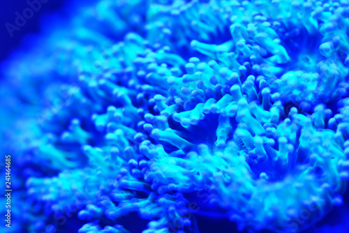 Sea anemones and corals in marine aquarium