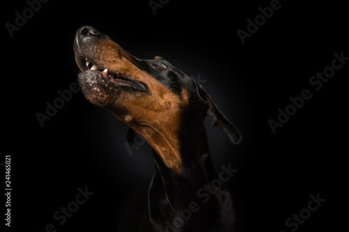 Dobermann snaps in the air on black background