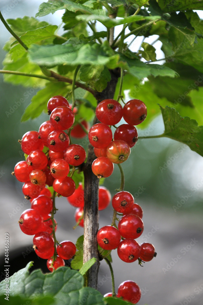 On the bush berries are ripe redcurrant