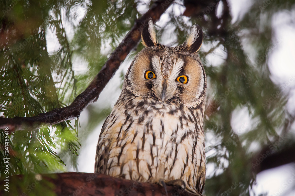 Beautiful owl in the tree looking on camera. Wild life photography Beautiful owl in the tree looking on camera. Wild life photography