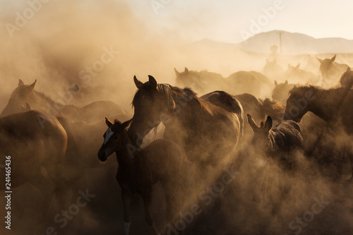 Fototapeta Landscape of wild horses running at sunset with dust in background