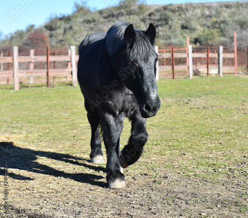 caballo