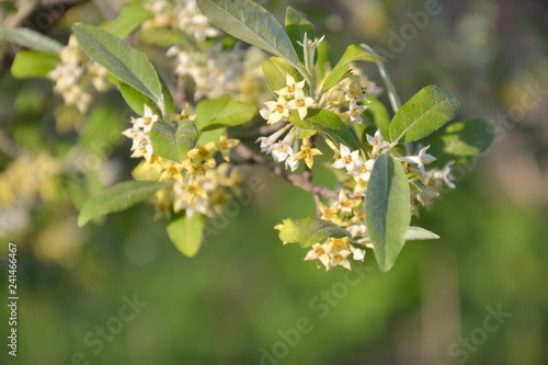 Elaeagnus umbellata in bloom