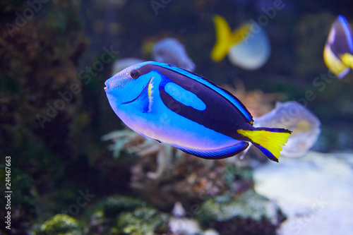 Colorful Pallets doctor fish in coral garden. photo