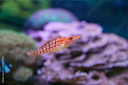 Colorful longnose hawkfish  in coral garden. photo