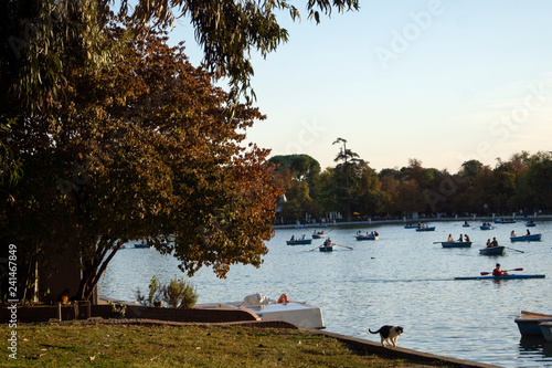 Gato y barcas en el Parque del Retiro en Madrid, España