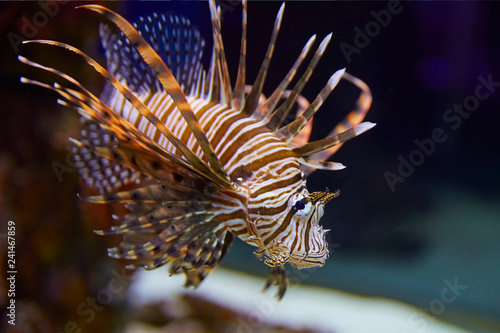 Colorful Lionfish in coral garden.