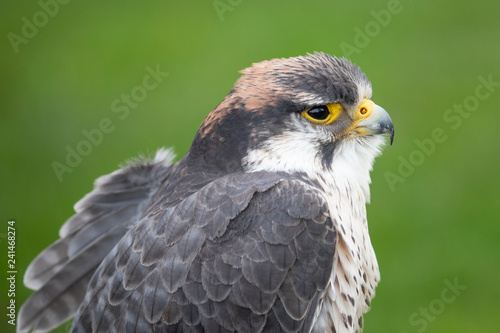 falcon © scott