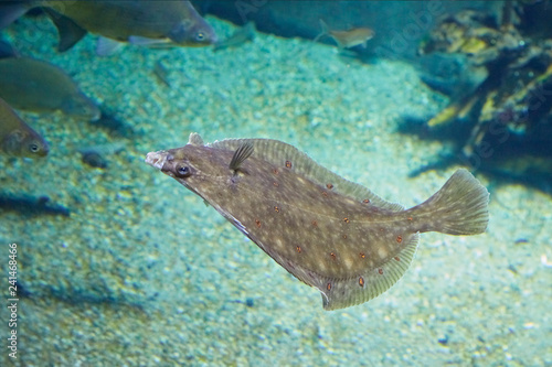 Photo Beautiful flounder on the seabed.