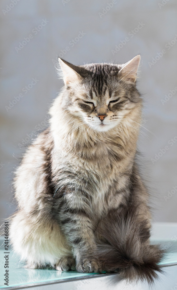 Fluffy pet of livestock, siberian purebred cat with long hair. Cute domestic kitten