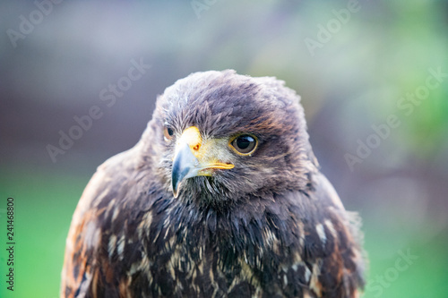 harris hawk