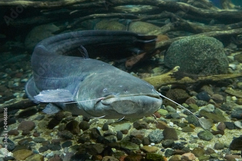 Tableau sur toile Curious big catfish.