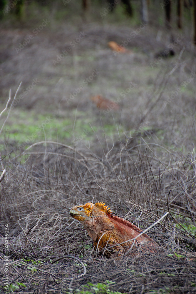 Galápagos Islands lizard