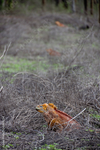 Galápagos Islands lizard © LisaB