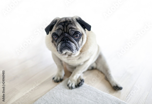Fototapeta Naklejka Na Ścianę i Meble -  Sad dog sitting on the floor, tired pug