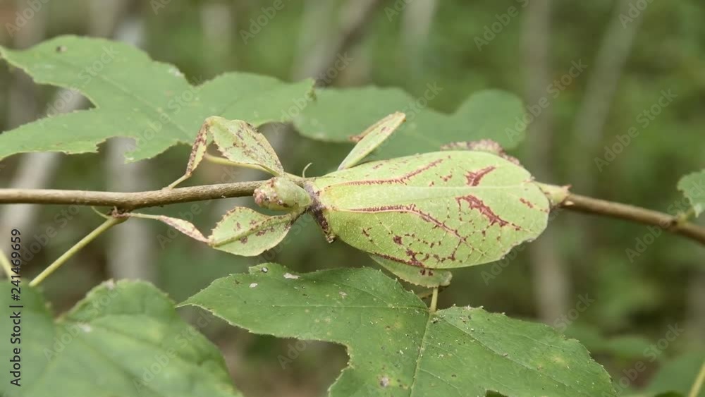 Giant Leaf Insects of South East Asia Giant Leaf Insects of South East Asia