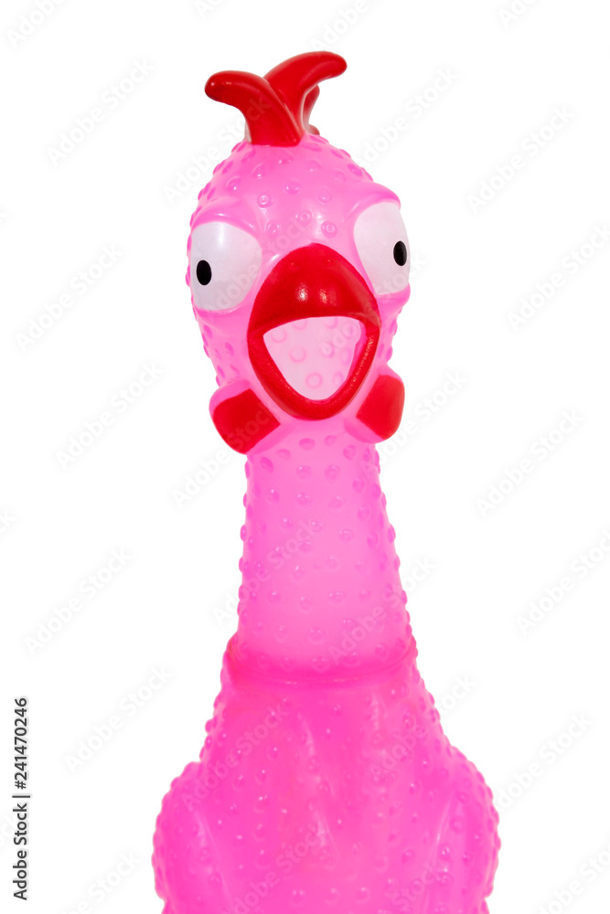 Obraz Close up of annoying-yet humorous squawking pink chicken. Isolated.