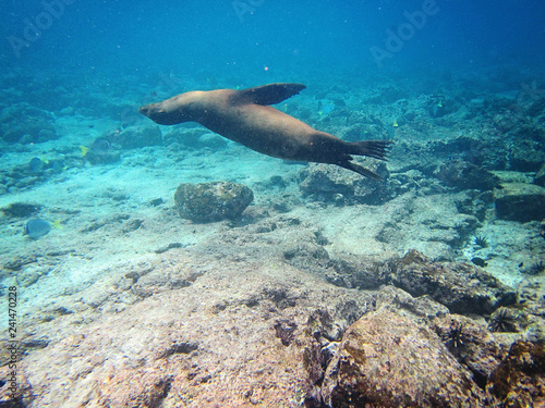 Galápagos Islands seal swimming