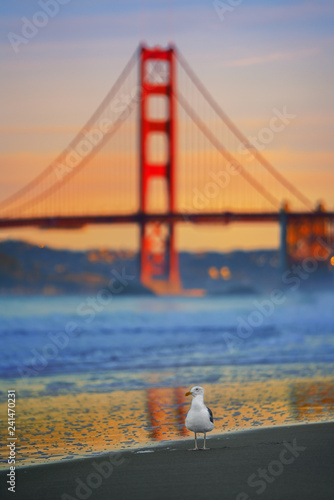 Fototapeta Seagull and golden gate bridge