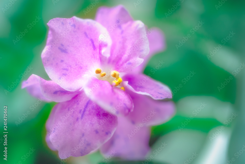 Obraz premium Nice lovely purple bloom violet. Gentle romantic beautiful flowers. The concept of love and tenderness. sensuality and grace. spring season. for design and decor. soft focus