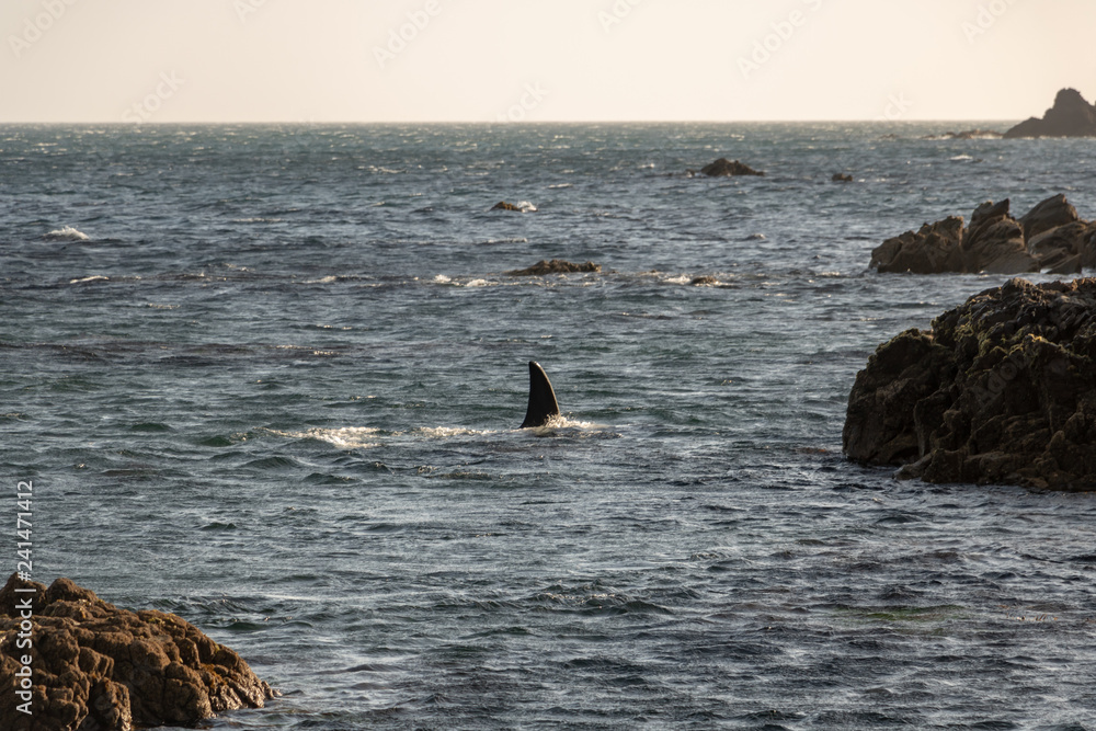 Fototapeta premium Orca Killer Whale fin as it swims through shallow water