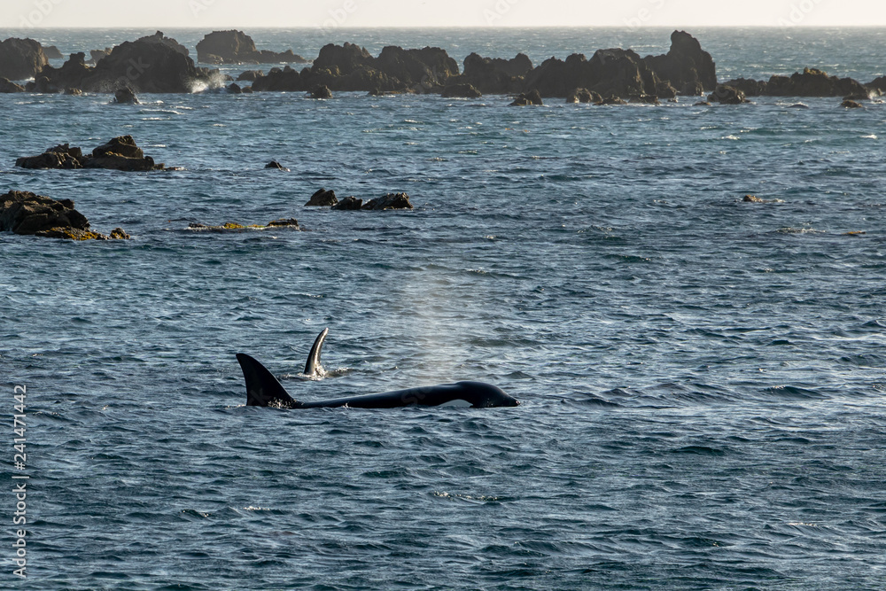 Fototapeta premium Two Orca whale search for food in rock pools 